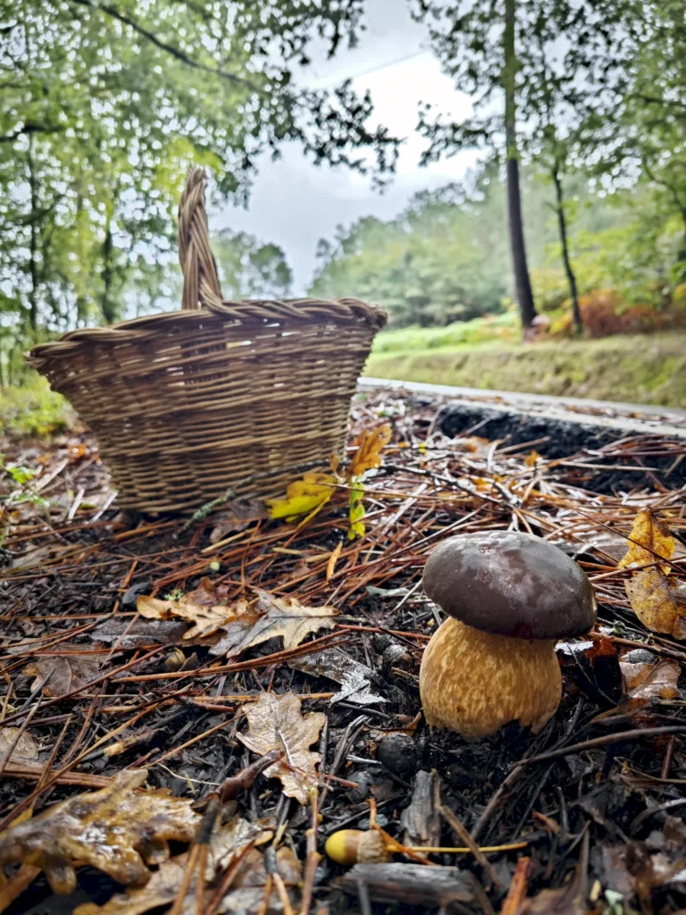 entorno-natural-casa-o-cruceiro-de-aguiar-vila-de-cruces-galicia-02